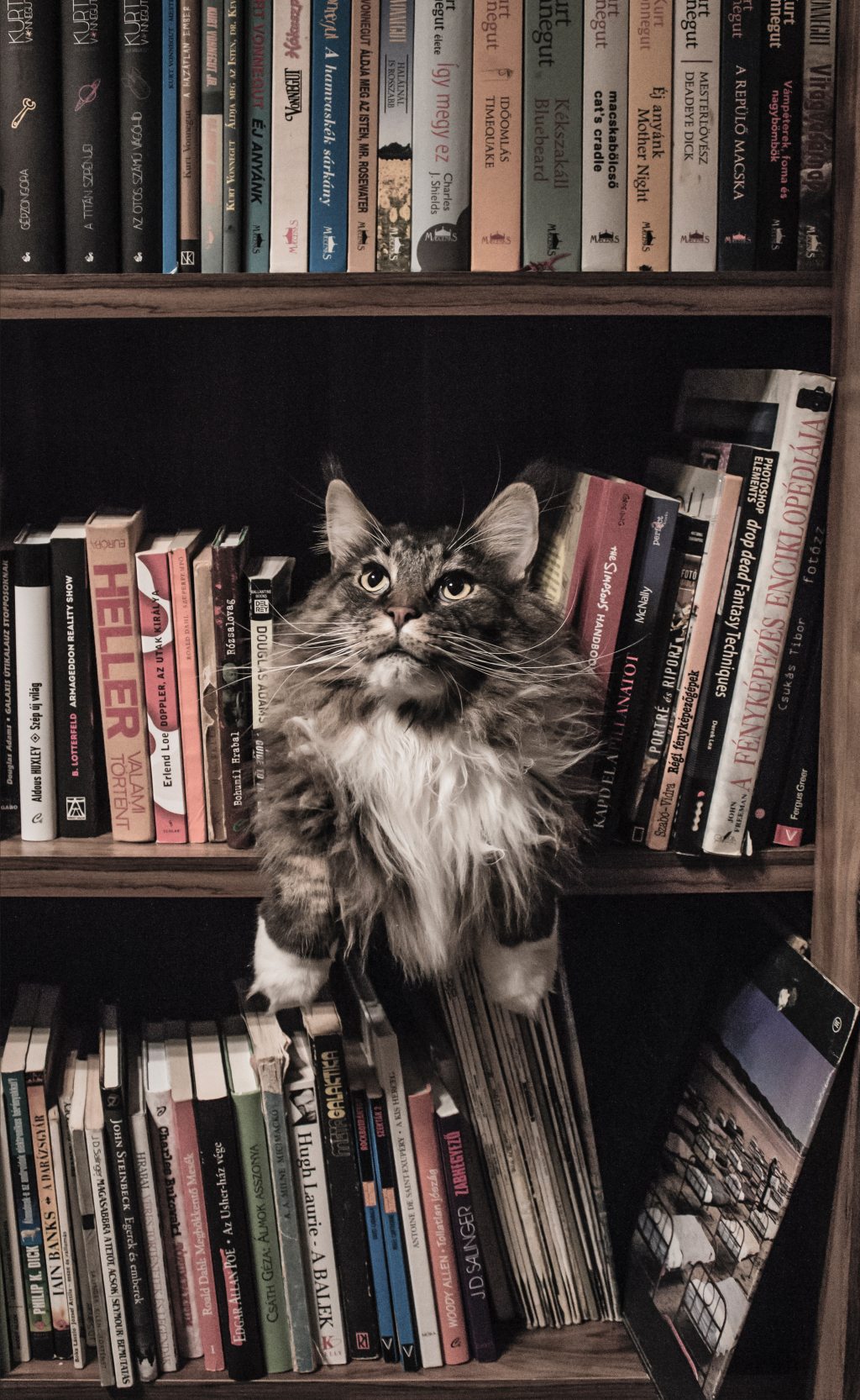 Resources from Authors, Illustrators & Scientists to Use At Home!
